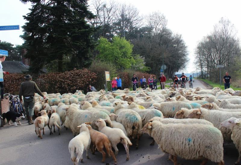 Flock of Sheep Resting Hunter