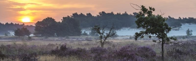 Kampina Heide