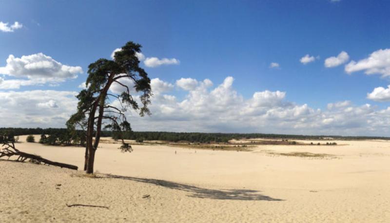 Loonse en Drunense Duinen