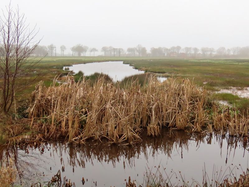 2020-01-02 cavités au riz 09