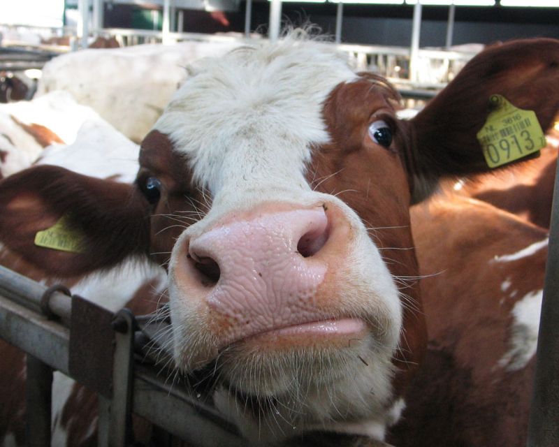 The cows of Zoeterwoude