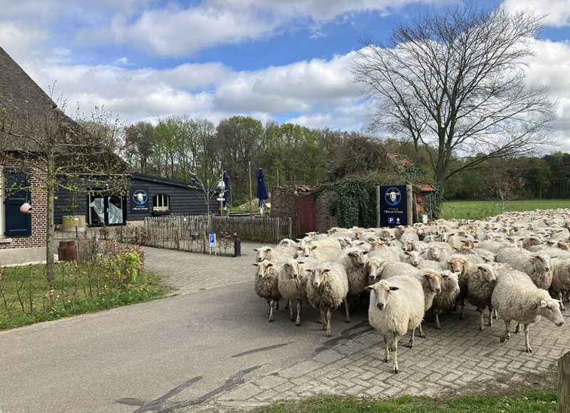 Uitspanning ‘t Blauwe Schaap