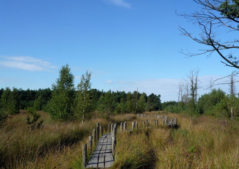 Deckwalk Dwingelderveld